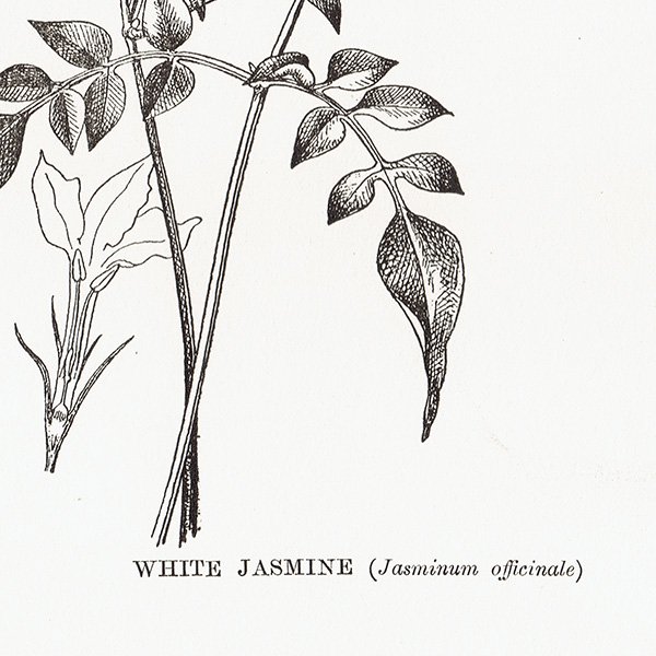 ꥹ ܥ˥ץ/㥹ߥ/WHITE JASMIN 0143