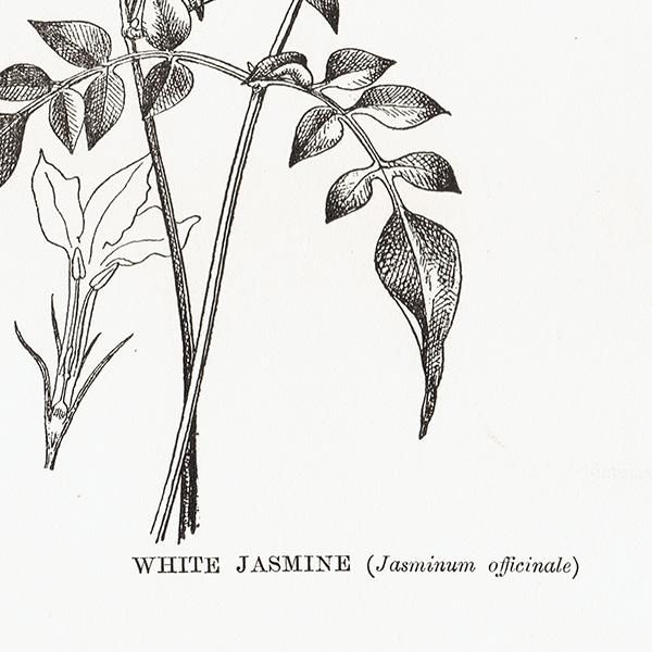 ꥹ ܥ˥ץ/㥹ߥ/WHITE JASMIN 0143