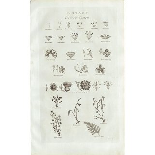 イギリス アンティーク ボタニカルアート/植物画BOTANY(1786年) 0144