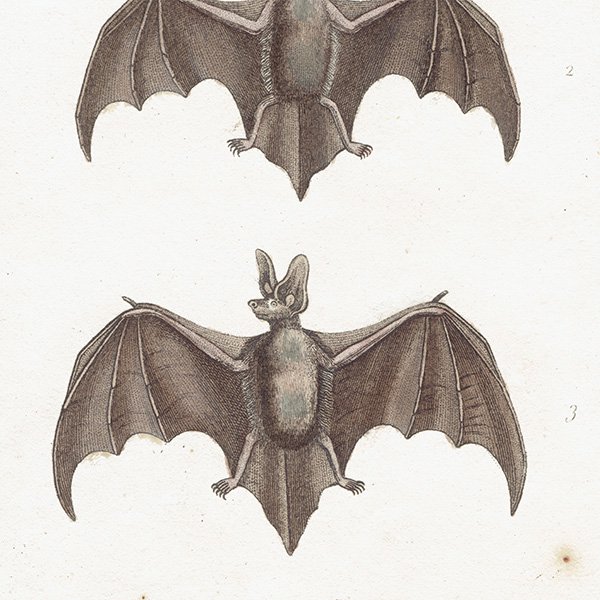 コウモリ（蝙蝠）アンティークプリント 1827年 0086 - アンティーク 