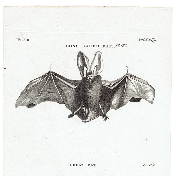 LONG EARED BAT / GREAT BAT˥ƥץ 1780ǯ 0087