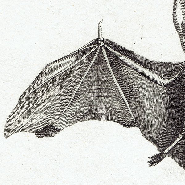 コウモリ（LONG EARED BAT / GREAT BAT）アンティークプリント 1780年代 0087