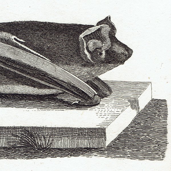 LONG EARED BAT / GREAT BAT˥ƥץ 1780ǯ 0087