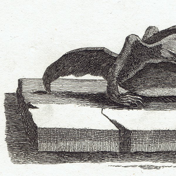 コウモリ（LONG EARED BAT / GREAT BAT）アンティークプリント 1780年代 0087