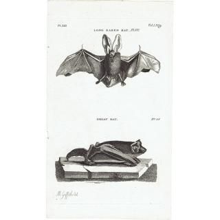 LONG EARED BAT / GREAT BAT˥ƥץ 1780ǯ 0087