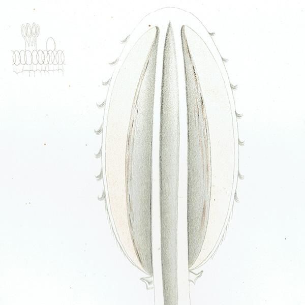 スウェーデン アンティークボタニカル キノコプリント 植物画