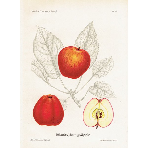 スウェーデン リンゴの アンティーク ボタニカルアート（アップル） 果実学 植物画0151