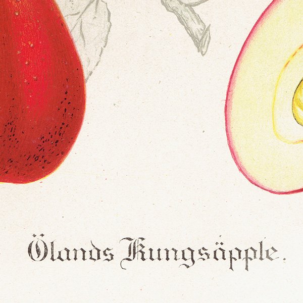 スウェーデン リンゴの アンティーク ボタニカルアート（アップル） 果実学 植物画0151