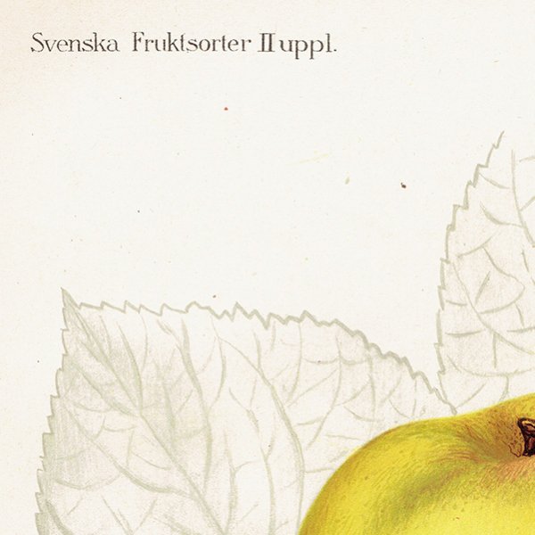 スウェーデン リンゴの アンティーク ボタニカルアート（アップル） 果実学 植物画0154