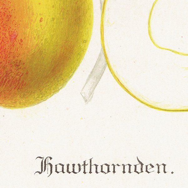 スウェーデン リンゴの アンティーク ボタニカルアート（アップル） 果実学 植物画0154