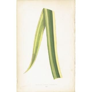 ボタニカルアート（植物画）Botanical アンティーク