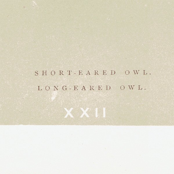 Сɥå ƥץ եSHORT-EARED OWL/LONG-EARED OWLˤ 0018