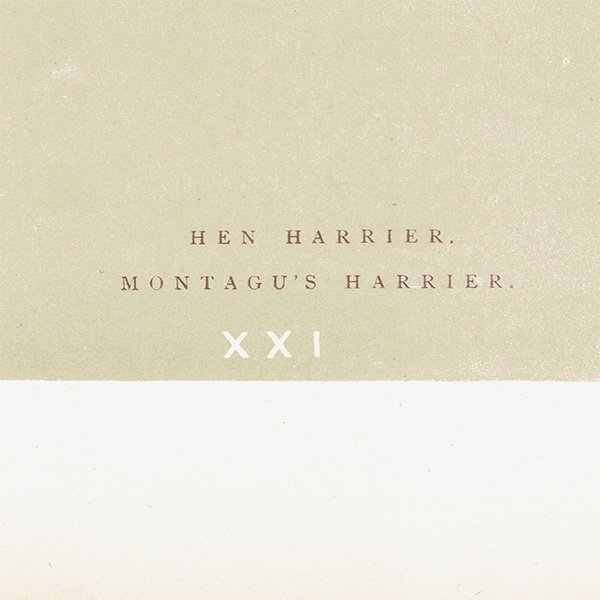 Сɥå ƥץ 奦ҡHEN HARRIER/MONTAGU'S HARRIERˤ 0019