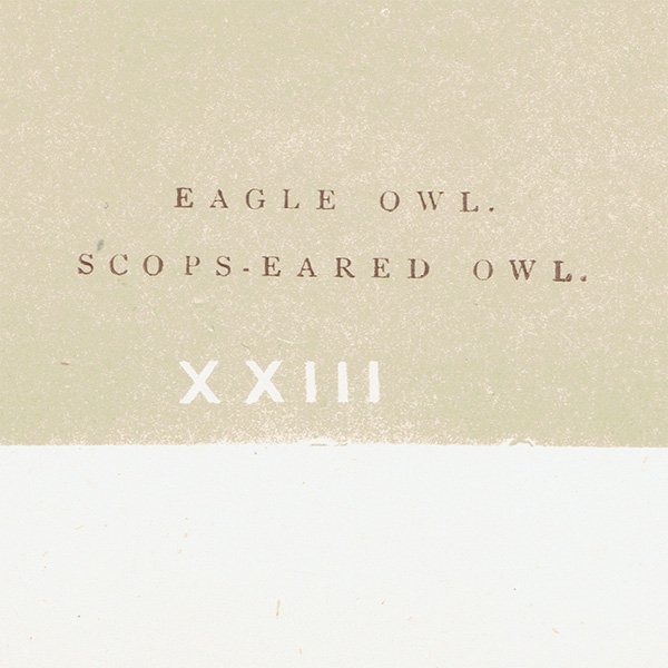 Сɥå ƥץ եEAGLE OWL/SCOPS-EARED OWLˤ 0020