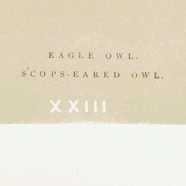 Сɥå ƥץ եEAGLE OWL/SCOPS-EARED OWLˤ 0020