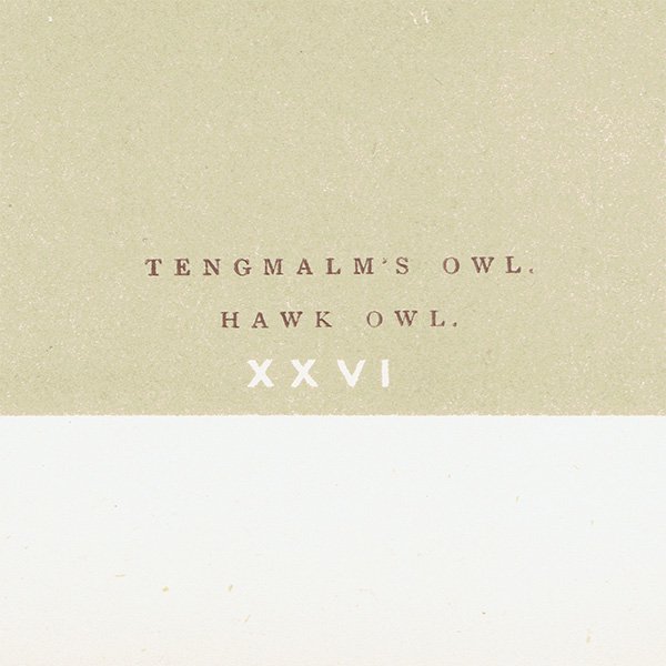 Сɥå ƥץ եTENGMALM'S OWL/HAWK OWLˤ 0021