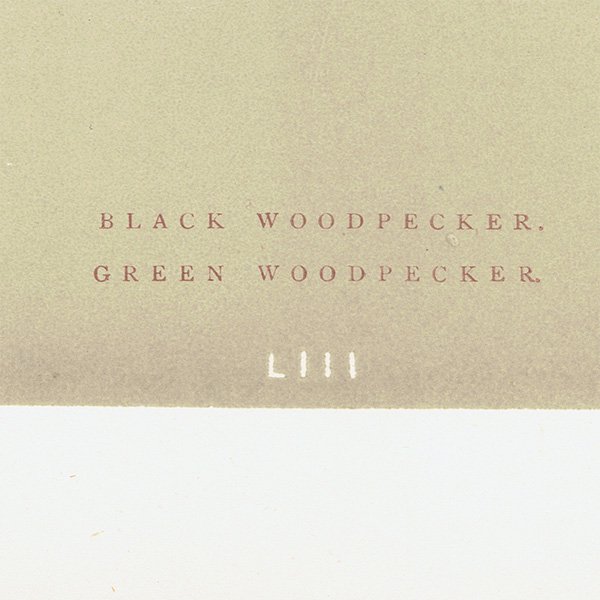 Сɥå ƥץ ĥĥBLACK WOODPECKER/GREEN WOODPECKERˤ 0023