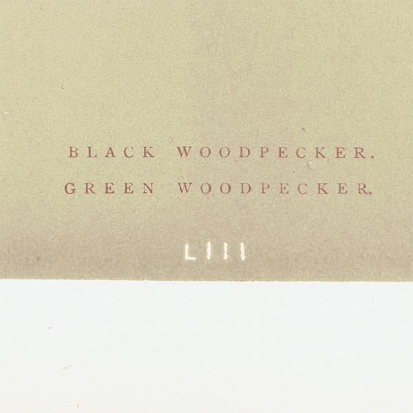 Сɥå ƥץ ĥĥBLACK WOODPECKER/GREEN WOODPECKERˤ 0023