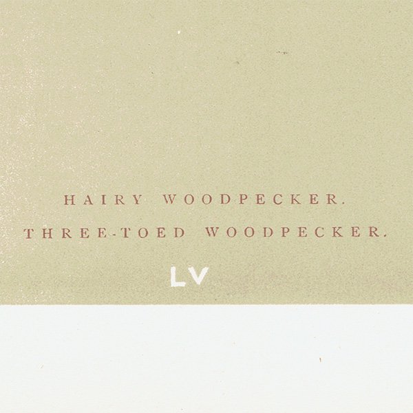 Сɥå ƥץ ĥĥHAIRY WOODPECKER/THREE-TOED WOODPECKERˤ 0024