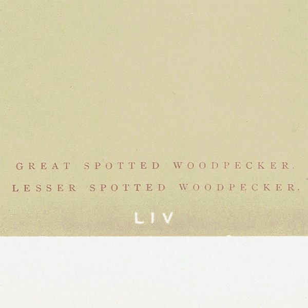 Сɥå ƥץ ĥĥGREAT SPOTTED WOODPECKER/LESSER SPOTTED WOODPECKERˤ 0025