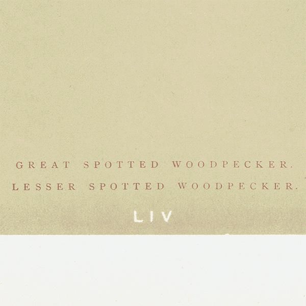 Сɥå ƥץ ĥĥGREAT SPOTTED WOODPECKER/LESSER SPOTTED WOODPECKERˤ 0025