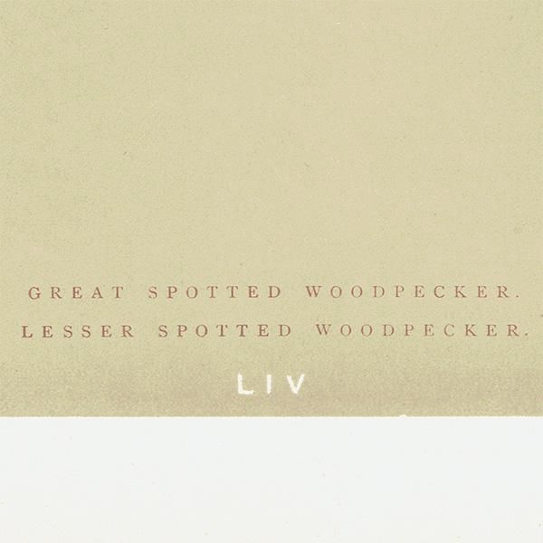 Сɥå ƥץ ĥĥGREAT SPOTTED WOODPECKER/LESSER SPOTTED WOODPECKERˤ 0025