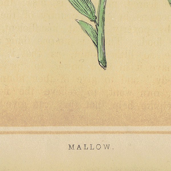 ꥹ ƥ ܥ˥륢/ʪ MALLOW ٥˥ by Rev F. O. Morris(1856ǯ) 0175