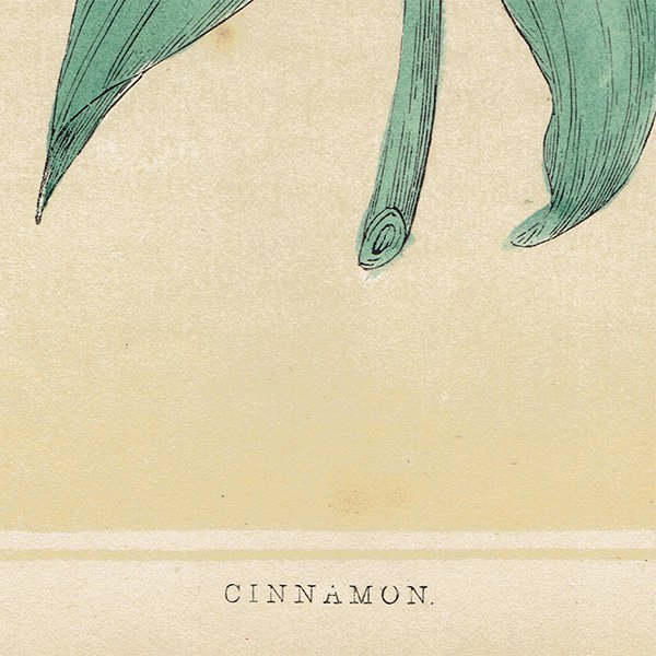 ꥹ ܥ˥ץ/ʪ CINNAMON ʥ by Rev F. O. Morris(1856) 0176