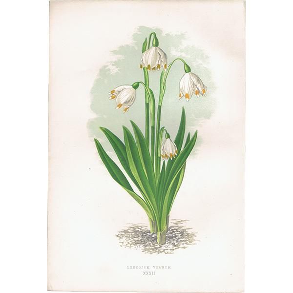 イギリス ボタニカルプリント/植物画 LEUCOJUM VERNUM イギリス ボタニカルプリント/植物画 LEUCOJUM VERNUM