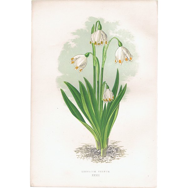 ꥹ ܥ˥ץ/ʪ LEUCOJUM VERNUM(Ρե졼),1874 David Wooster 0177