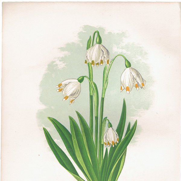ꥹ ܥ˥ץ/ʪ LEUCOJUM VERNUM(Ρե졼),1874 David Wooster 0177