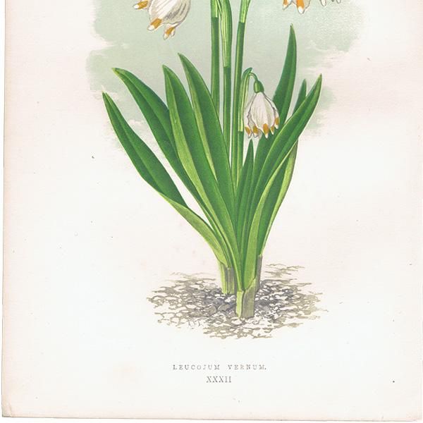 ꥹ ܥ˥ץ/ʪ LEUCOJUM VERNUM(Ρե졼),1874 David Wooster 0177