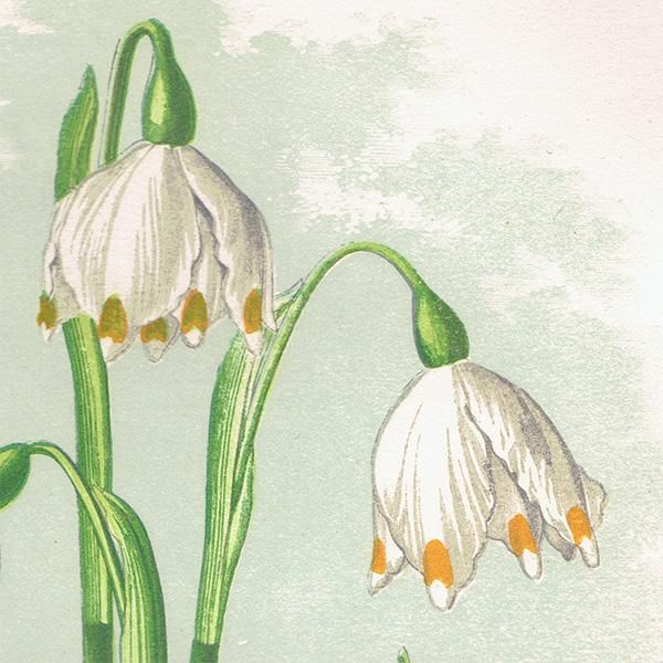 ꥹ ܥ˥ץ/ʪ LEUCOJUM VERNUM(Ρե졼),1874 David Wooster 0177