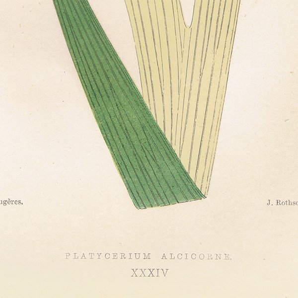 ե ܥ˥ץ/ʪ PLATYCERIUM ALCICORNE(ӥ/ץƥꥦ 륷),1867  0179