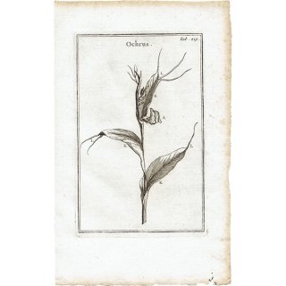 フランス アンティーク ボタニカルアート（クロード・オーブリエ）1797年 0181
