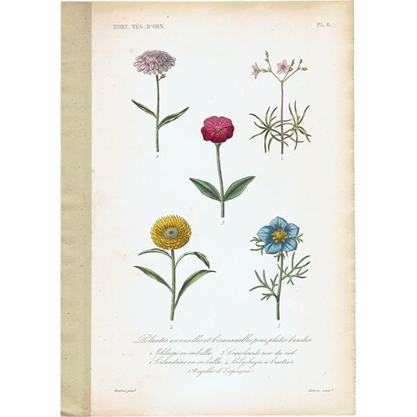 フランス アンティーク ボタニカルアート お花 PL.6 1860年代 0183 フランス アンティーク ボタニカルアート お花 PL.6 1860年代 0183