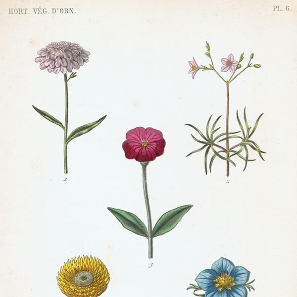 フランス アンティーク ボタニカルアート お花 PL.6 1860年代 0183 フランス アンティーク ボタニカルアート お花 PL.6 1860年代 0183