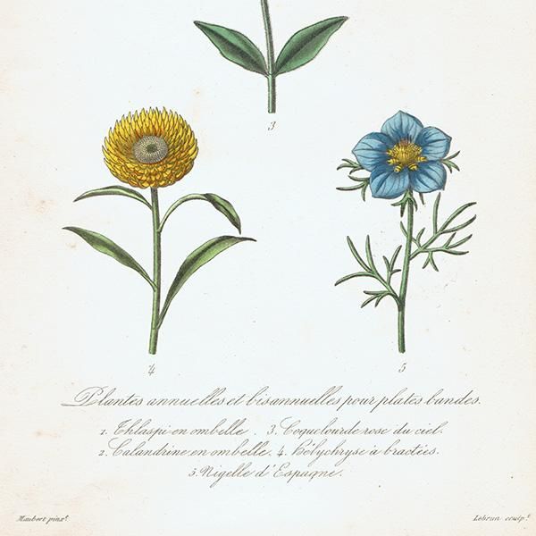 フランス アンティーク ボタニカルアート お花 PL.6 1860年代 0183