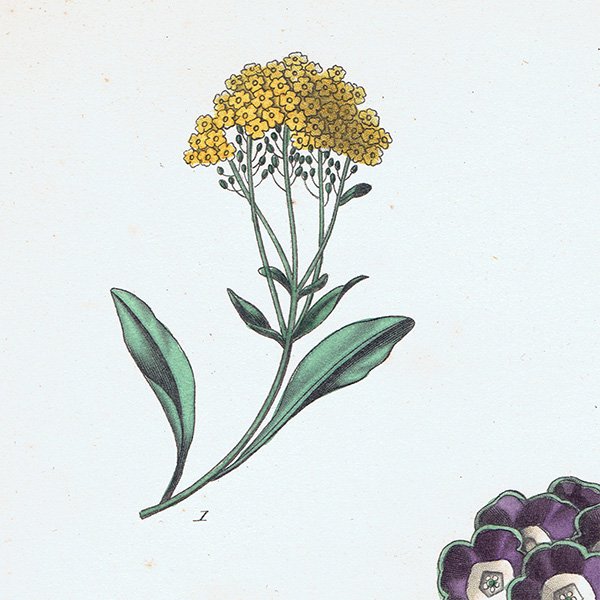 フランス アンティークボタニカルプリント お花 PL.9 1860's 0184