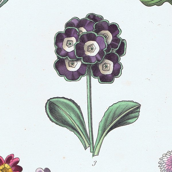 フランス アンティークボタニカルプリント お花 PL.9 1860's 0184