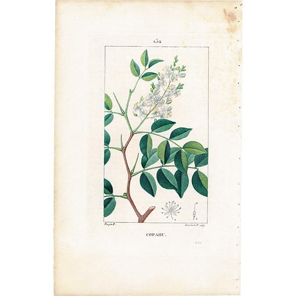都内で フランス アンティーク ボタニカルアート/植物画 COPAHU その他
