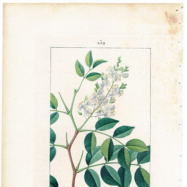フランス アンティーク ボタニカルアート/植物画 COPAHU フランス アンティーク ボタニカルアート/植物画 COPAHU
