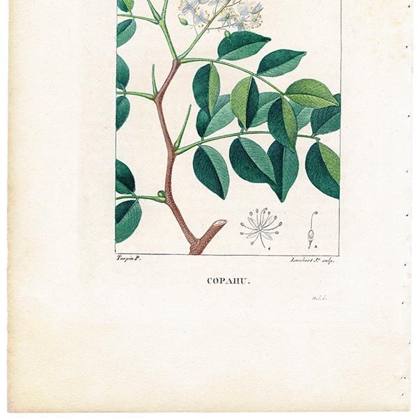 フランス アンティーク ボタニカルアート/植物画 COPAHU フランス アンティーク ボタニカルアート/植物画 COPAHU