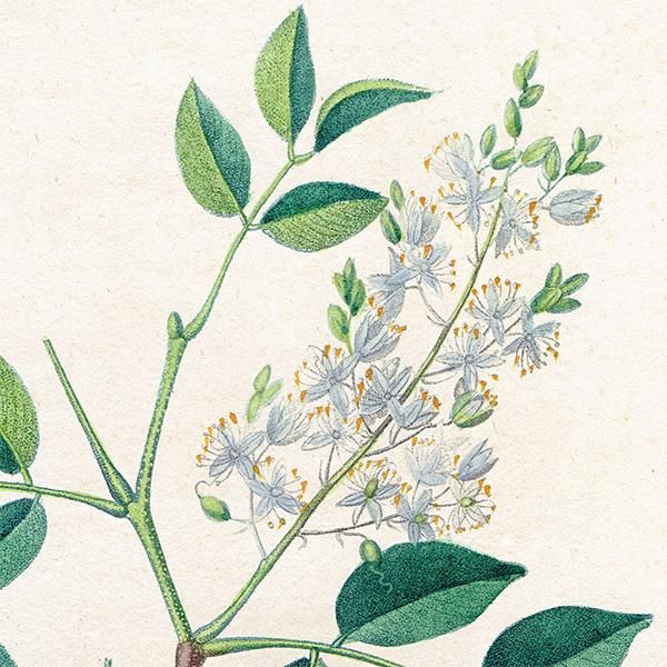 フランス アンティーク ボタニカルアート/植物画 COPAHU フランス アンティーク ボタニカルアート/植物画 COPAHU