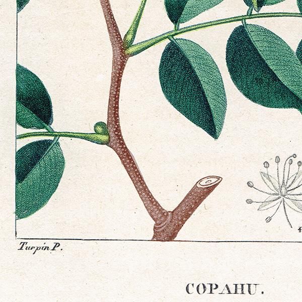 ե ƥ ܥ˥륢/ʪ COPAHU(ѥ),1816ǯ 0186