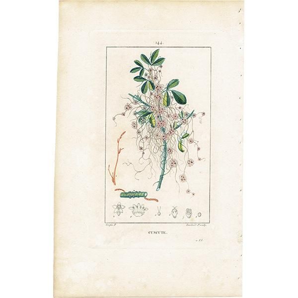 2024春大特価セール！ フランス アンティーク ボタニカルアート/植物画 CUSCUTE その他
