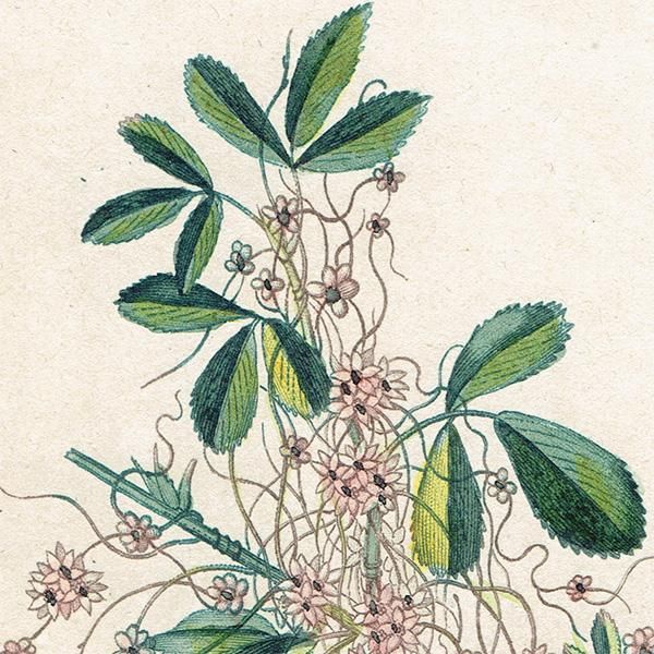 フランス アンティーク ボタニカルアート/植物画 CUSCUTE