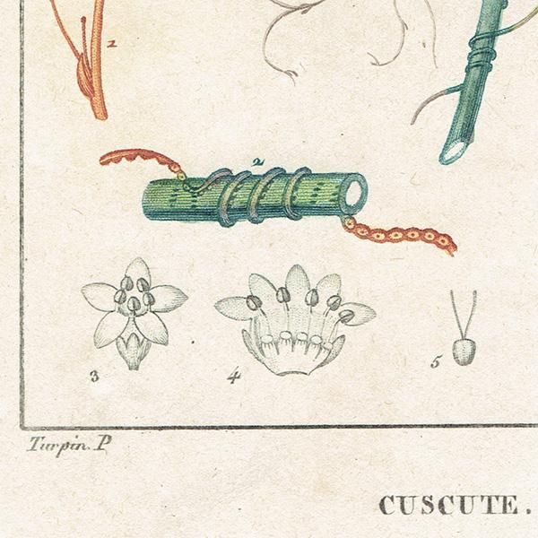 フランス アンティーク ボタニカルアート/植物画 CUSCUTE