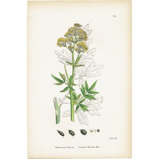 イギリス アンティーク ボタニカルアート/植物画 Thalictrum flavum(サリクトラムフラバム) plate.8,1863年 0188