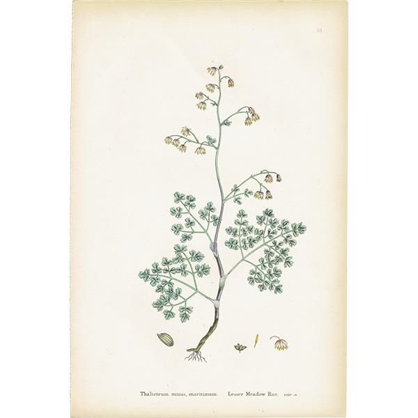 ꥹ ƥ ܥ˥륢/ʪ Thalictrum minus, maritimum(ޥ) plate.3,1863ǯ 0189